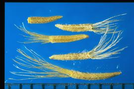  Chrysothamnus viscidiflorus.  Achenes with a spreading, barbed pappus when present.