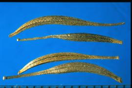  Cosmos sulphureus.  Oblanceolate and slightly curved achenes. 