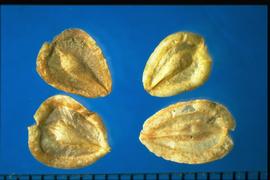  Dimorphotheca tragus.  The seed is in a small spatulate structure in the center of the achene.