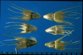  Gaillardia pulchella.  Achenes with pappus units that are broad scales at the base, but terminate in a narrow bristle. 