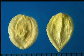  Grayia spinosa.  Seeds with a central longitudinal rib on one side and a winged margin.