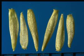  Dieteria bigelovii.  Apex with expanded pappus crown. 