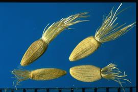  Machaeranthera tanacetifolia.  Achenes with sparse short hairs and the pappus crown is within the margin line.