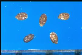  Begonia  sp. Seeds with a strong style segment at the base.