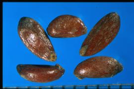  Mahonia repens.  Stippled seeds with two flat surfaces on the ventral side with a longitudinal rib between.