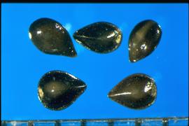  Myosotis sylvatica.  Seeds with a white and circular hilum at the broad basal end. 