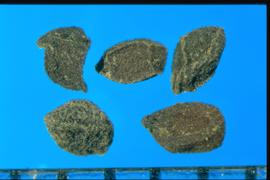  Aubrieta deltoidea.  True seed is very irregularly shaped with ridges around flat surfaces. 