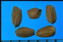  Hesperis matronalis.  Seeds are scurfy and covered with uniformly spaced tubercules and irregular humps. 