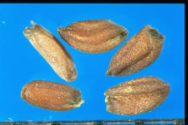  Malcolmia maritima.  Seeds with very visible grooves separating the radicle and cotyledon lobes.