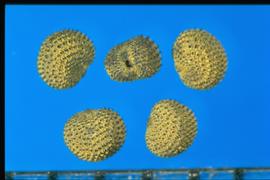  Silene pendula.  True seeds with tubercles that have black tips and are on rows that are separated by wavy lines.