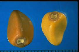  Ipomoea alba.  Seeds with a large circular hilum. 