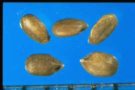  Monarda citriodora.  Nutlets with two lateral indentations at the base separated by a small oval attachment structure.