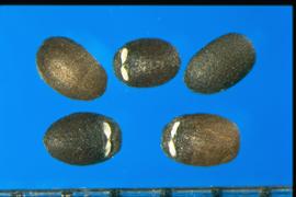  Nepeta cataria.  Nutlets with a slanting, oval scar at the base on each of the two flat surfaces. 