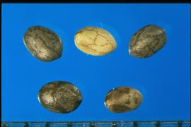  Salvia farinacea.  Nutlets with a ventral side that are sometimes associated with two flat surfaces.