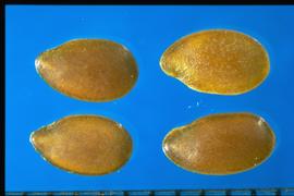  Linum grandiflorum.  Seeds with a thin margin.