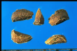  Oenothera grandiflora.  Seeds with wavy ridges.