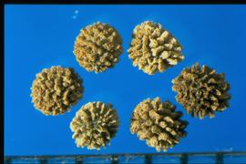  Eschscholzia caespitosa.  Seeds are covered with sponge-like tubercles.