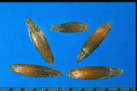  Limonium sinuatum.  Light brown in the center of the seeds.