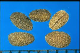  Phlox drummondii.  True seeds with a longitudinal groove on the dorsal side.