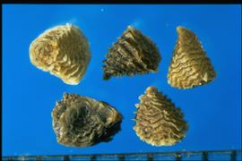  Consolida ajacis.  Seeds that are covered with continuous transverse ribs.