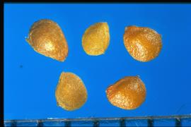  Ranunculus abortivus.  True seeds with an indented ridge on the perimeter. 