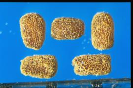  Digitalis purpurea.  Seeds with reticulations that give the surface a honeycomb effect.
