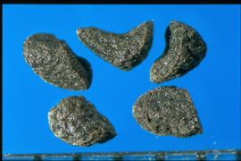  Penstemon palmeri.  True seeds with weak flat surfaces.
