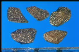  Nierembergia  sp. Seeds with surfaces composed of irregular flat surfaces. 