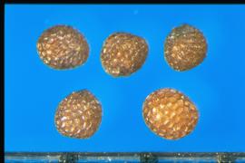  Petunia  sp. True seeds with ridges of reticulations that are stippled. 