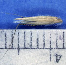  Arrhenatherum elatius . Floret pair. Photo courtesy of USDA-APHIS-PPQ.