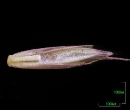  Festuca rubra.  Ventral / adaxial view of floret. Photo by Mark S. Towata, USDA-APHIS-PPQ.