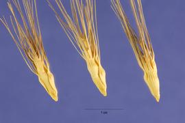  Aegilops geniculata.  Lateral view of spikelet. Photo by Steve Hurst. USDA Natural Resources Conservation Service.