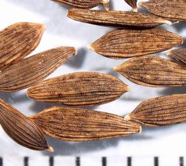  Lactuca sativa.  Black to white achenes with several ribs that are longitudinal and finely serrated. Photo by Ana Margina, USDA-APHIS-PPQ.