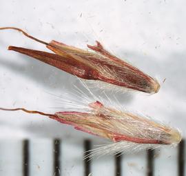  Cymbopogon flexuosus . Multiple views of spikelet. Photo by Ana Margina, USDA-APHIS-PPQ.