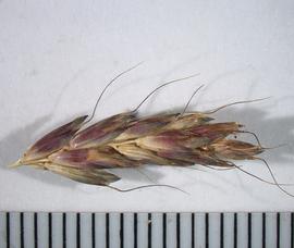  Alopecurus myosuroides . Lateral view of inflorescence / infructescence.  Photo by Ana Margina, USDA-APHIS-PPQ.