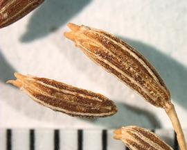  Cuminum cyminum.  Lateral view of fruit. Mericarps. Photo by Ana Margina, USDA-APHIS-PPQ.
