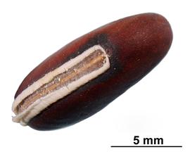  Lablab purpureus . The seed hilum is covered with white spongy tissue. Photo courtesy of USDA-APHIS-PPQ.