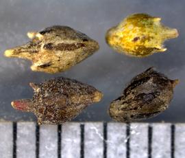  Ambrosia artemisiifolia . Multiple views of fruit. Burs (=disseminules). Photo by Michael K. Kirkpatrick, USDA-APHIS-PPQ.