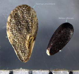 Comparison of  Asperugo procumbens  and  Melissa officinalis.  Photo by Michael K. Kirkpatrick, USDA-APHIS-PPQ.