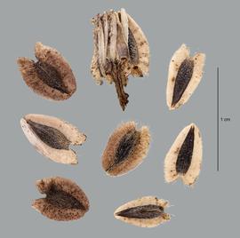  Verbesina encelioides.  Cypselae with partial head (top center. Achenes are broad and have hairy marginal wings. Photo Lindsey Seastone, USDA-APHIS-PPQ.