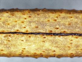  Cosmos sulphureus.  Close-up view of barbed surface texture near ribs. Photo by Norma Diaz, USDA-APHIS-PPQ.