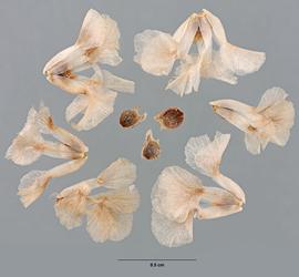  Halogeton glomeratus . Multiple views of fruit. Fruits with and without persistent perianth. Photo by Madeline Maher, USDA-APHIS-PPQ.