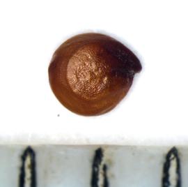  Alternanthera pungens.  Face view of seed. Photo by Keith E. Clancy, USDA-APHIS-PPQ.
