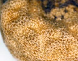  Datura quercifolia . Close-up view of seed surface reticulations. Photo by Norma Diaz, USDA-APHIS-PPQ.