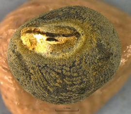  Abelmoschus esculentus.  Hilar region. Photo courtesy of USDA-APHIS-PPQ.
