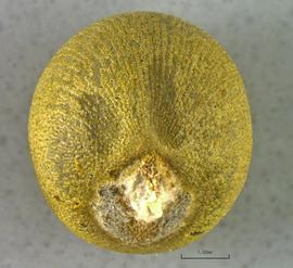  Abelmoschus esculentus.  Hilar region Slight compression on either side of the hilum. Photo courtesy of USDA-APHIS-PPQ.