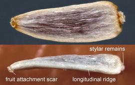  Achillea millefolium.  Face view (top) and lateral view (bottom) of two fruits, showing the basal fruit attachment scar on the left and the stylar remains on the right.  Photo courtesy of USDA-APHIS-PPQ.