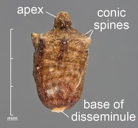  Ambrosia psilostachya . Lateral view of fruit. Close-up of disseminule. Photo courtesy of USDA-APHIS-PPQ.