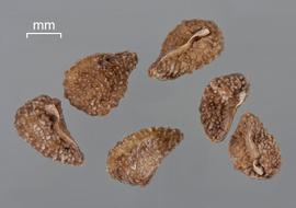  Amsinckia menziesii  var.  intermedia . Nutlets in various positions. Photo courtesy of USDA-APHIS-PPQ.