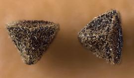  Anagallis arvensis.  Looking down at one end of two seeds to show the three-sided shape. Photo courtesy of USDA-APHIS-PPQ.